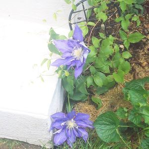 Meet your Posher, Sue